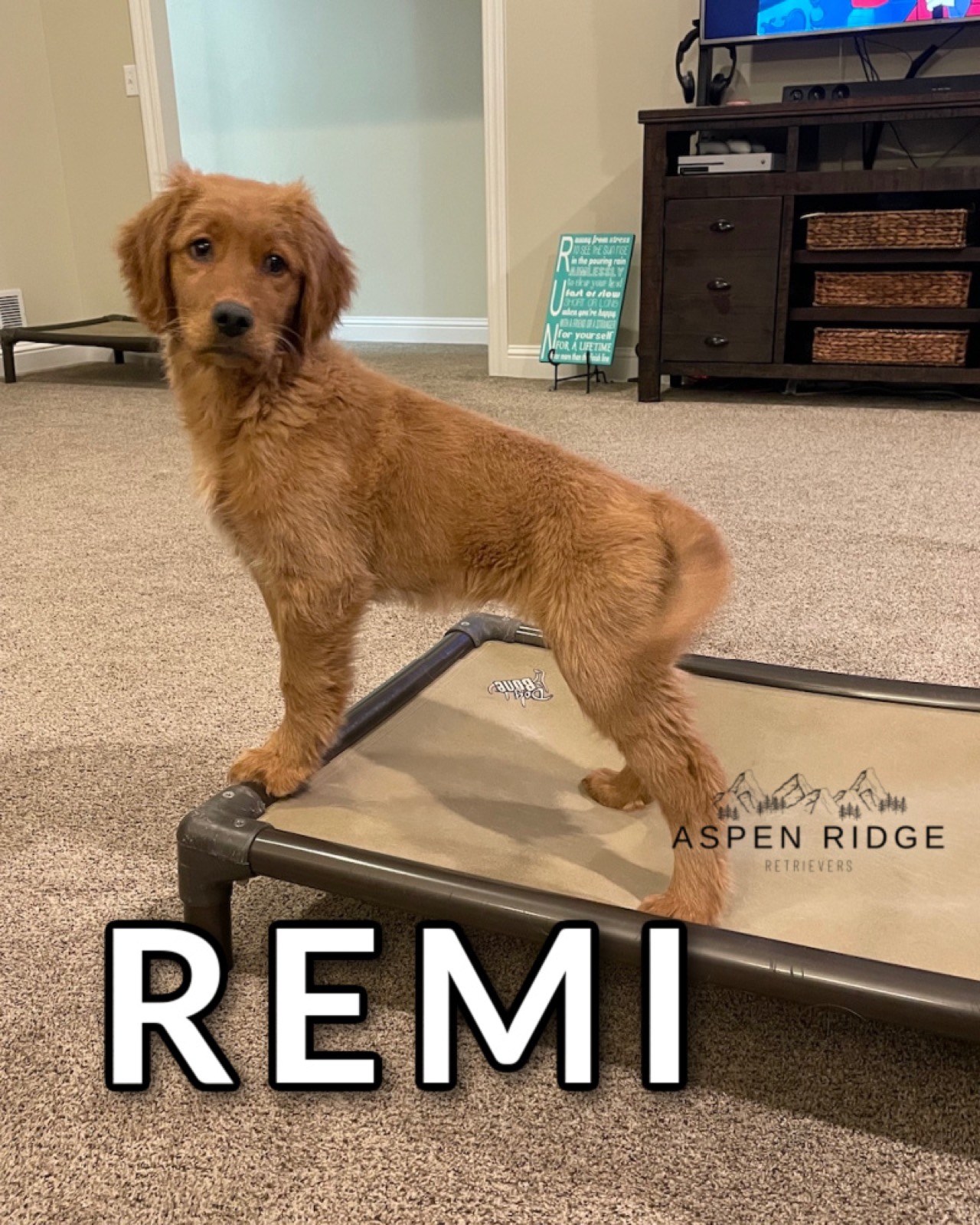 Retriever puppy doing place training