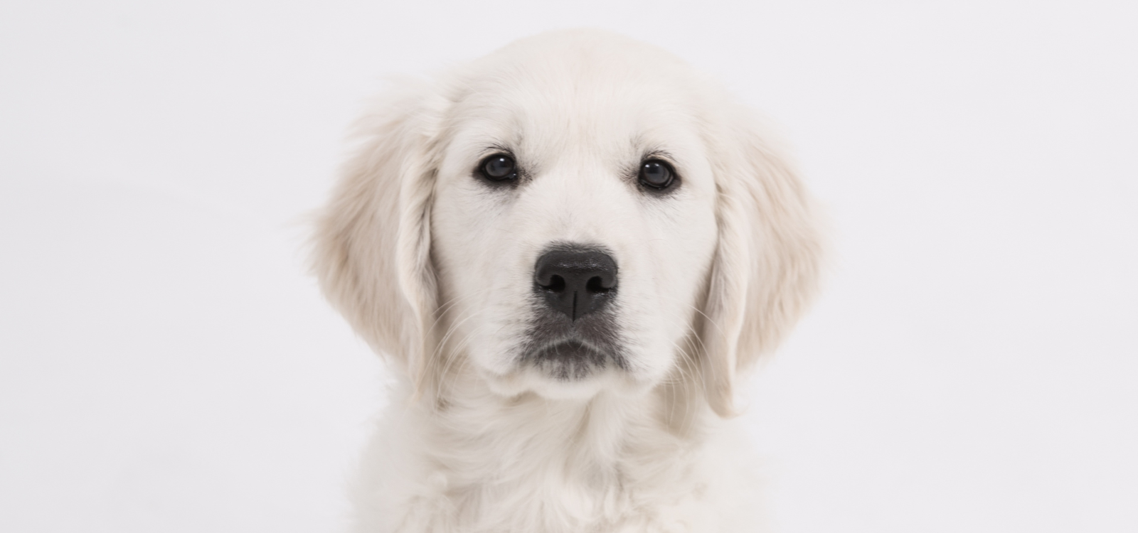 Understanding Your Golden Retriever Puppy’s Mind