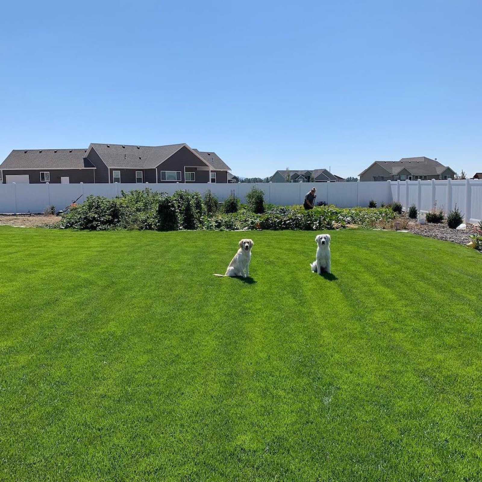 Aspen Ridge Retrievers gallery photo