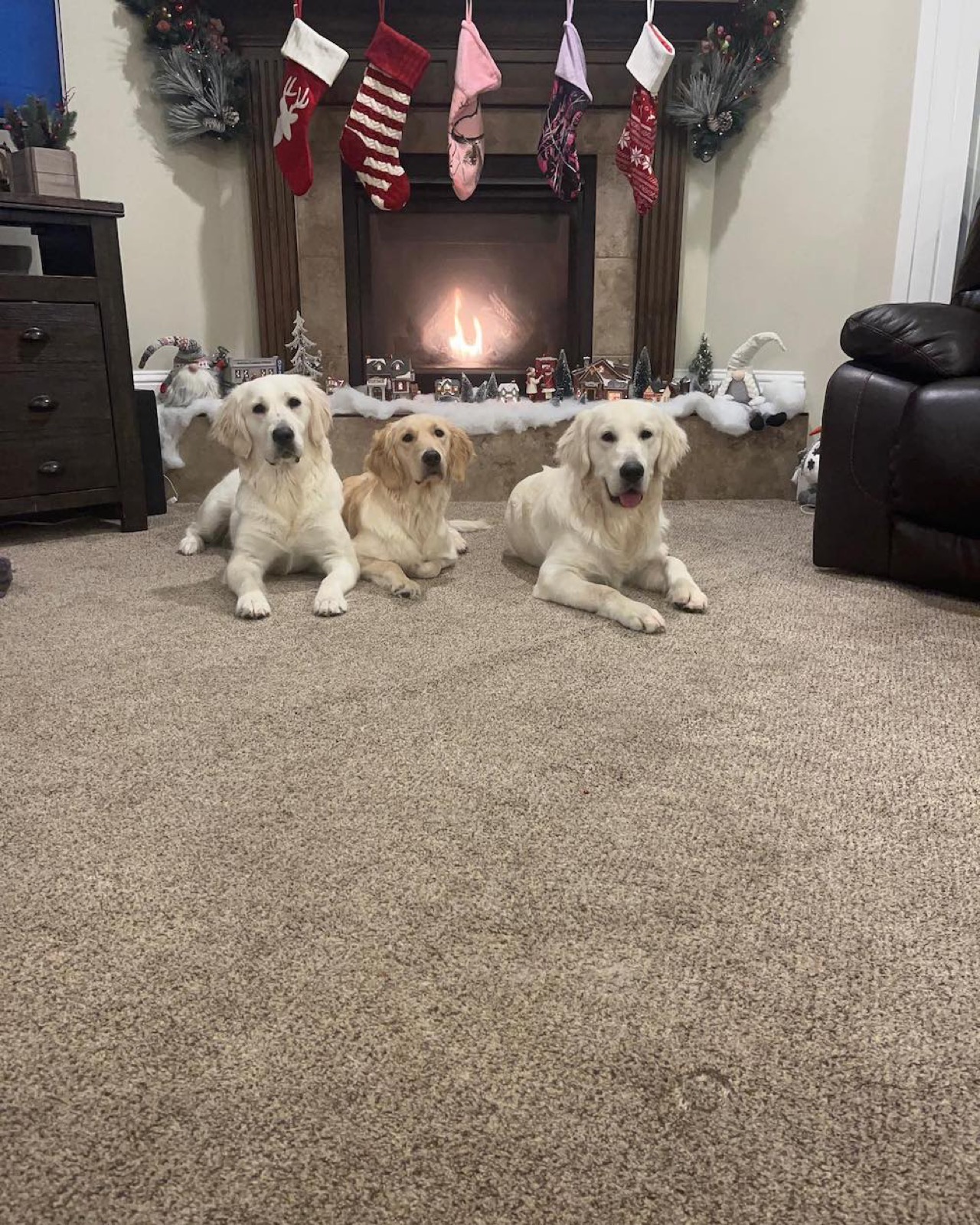 Golden Retriever Puppy Socialization: The Complete Guide
