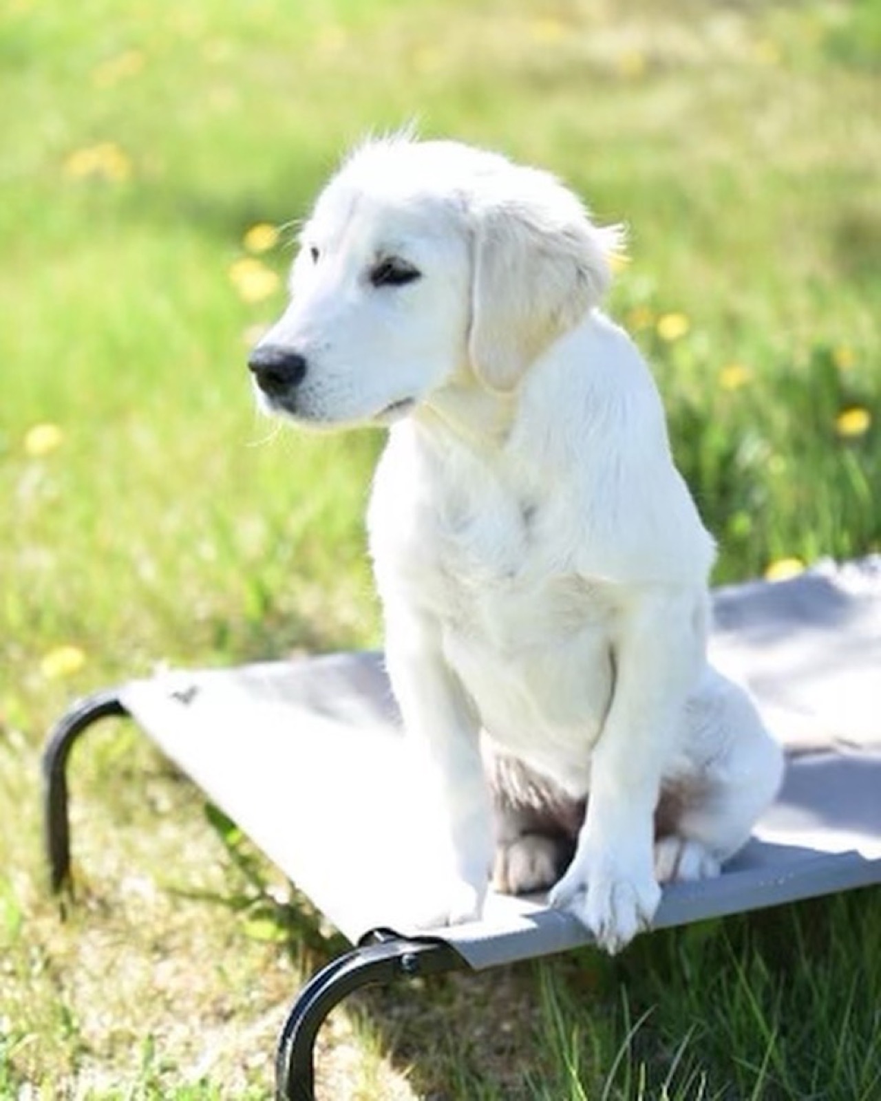 Aspen Ridge Retrievers gallery photo