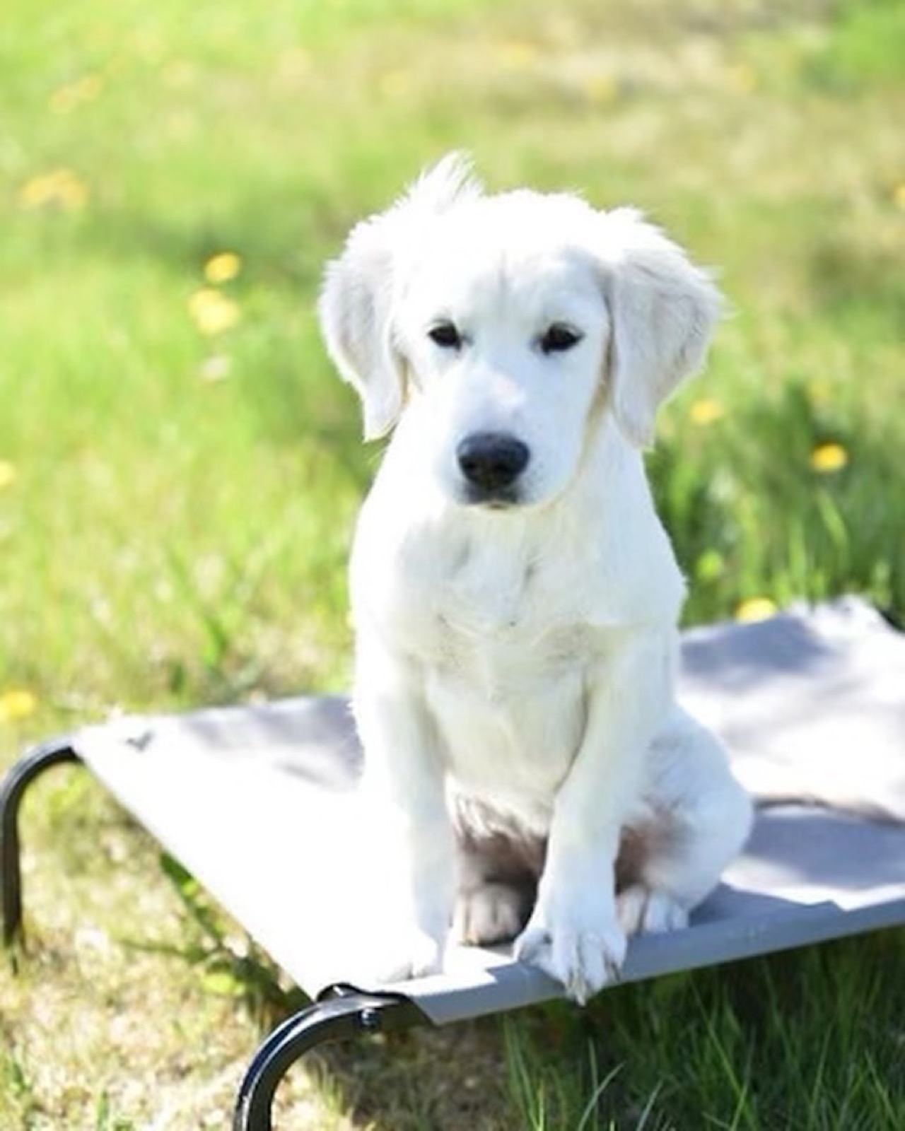 Aspen Ridge Retrievers gallery photo