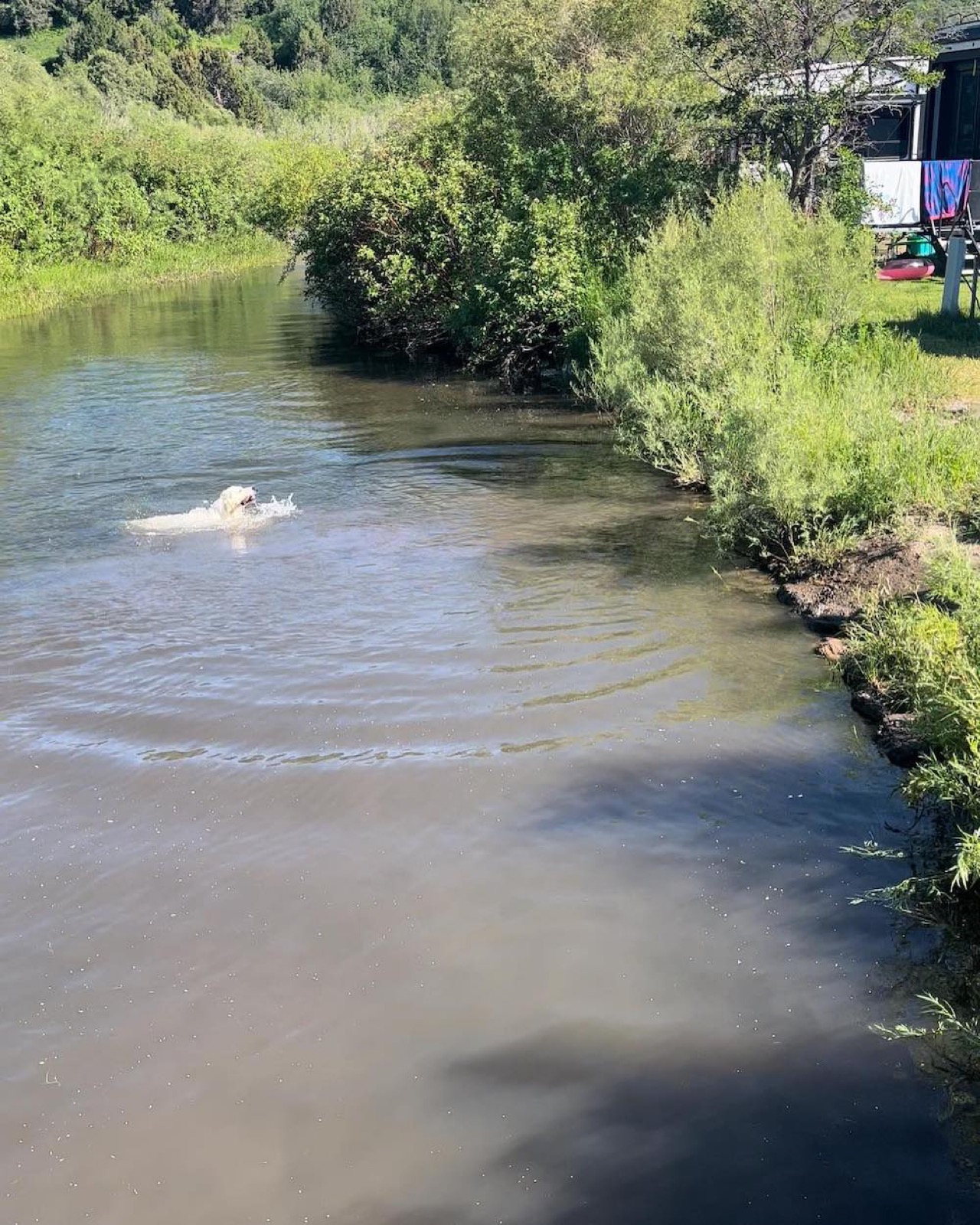 Aspen Ridge Retrievers gallery photo