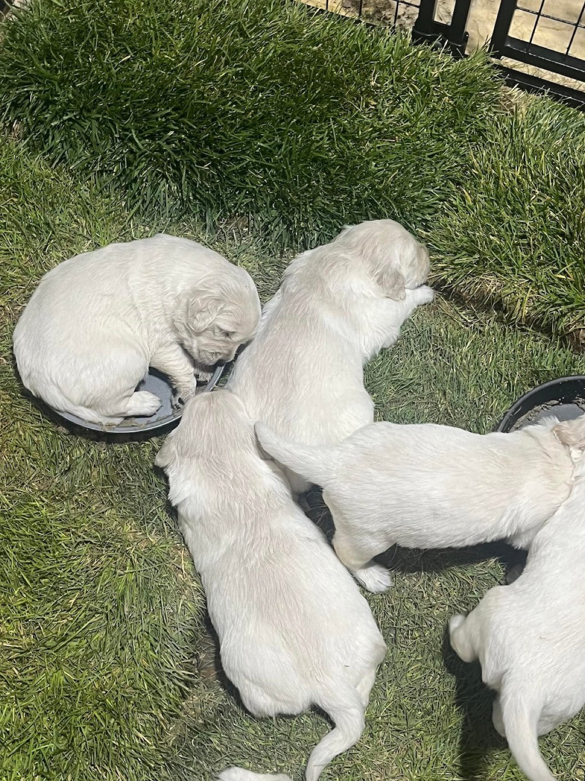 Aspen Ridge Retrievers gallery photo
