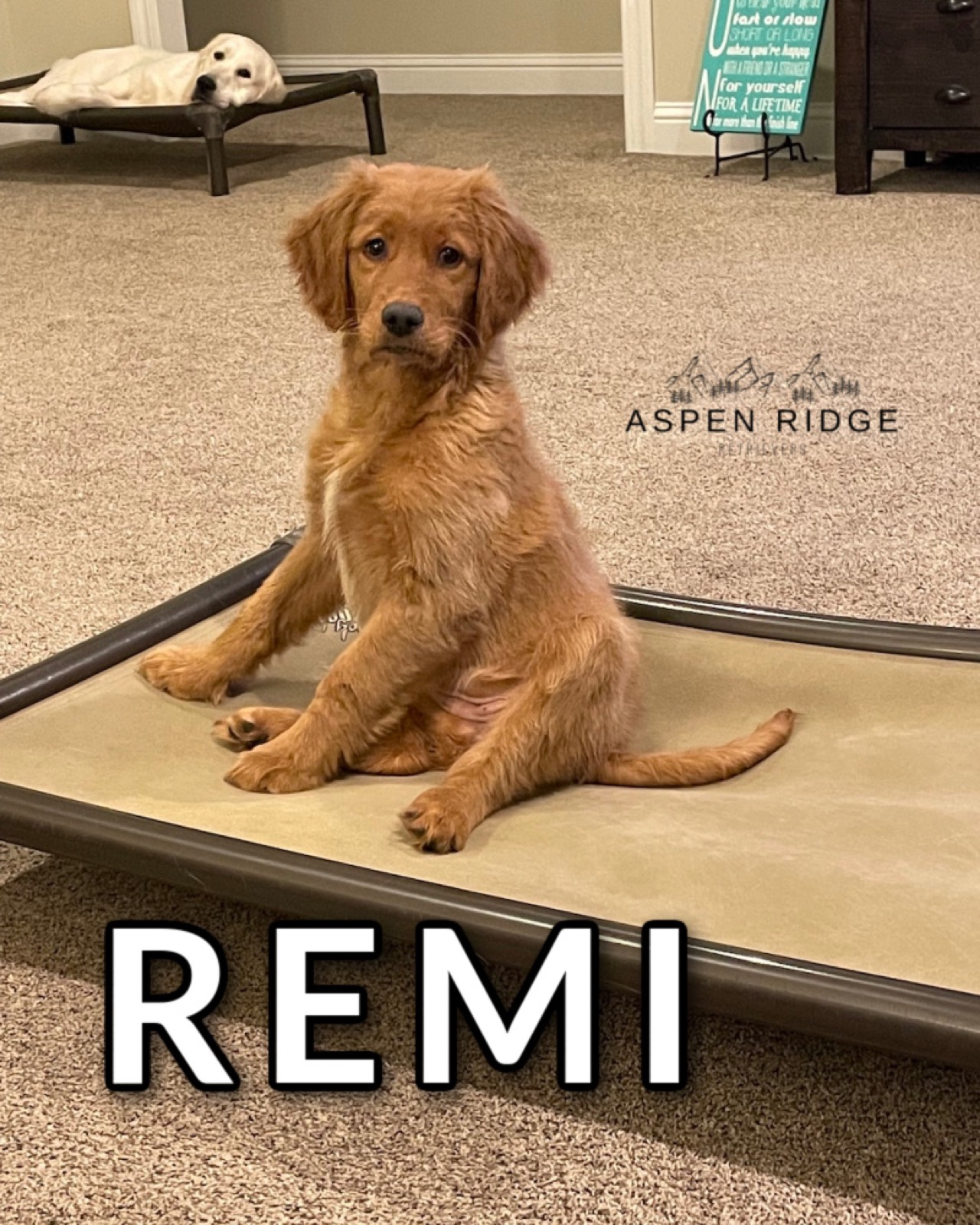 Retriever Puppy Place Training