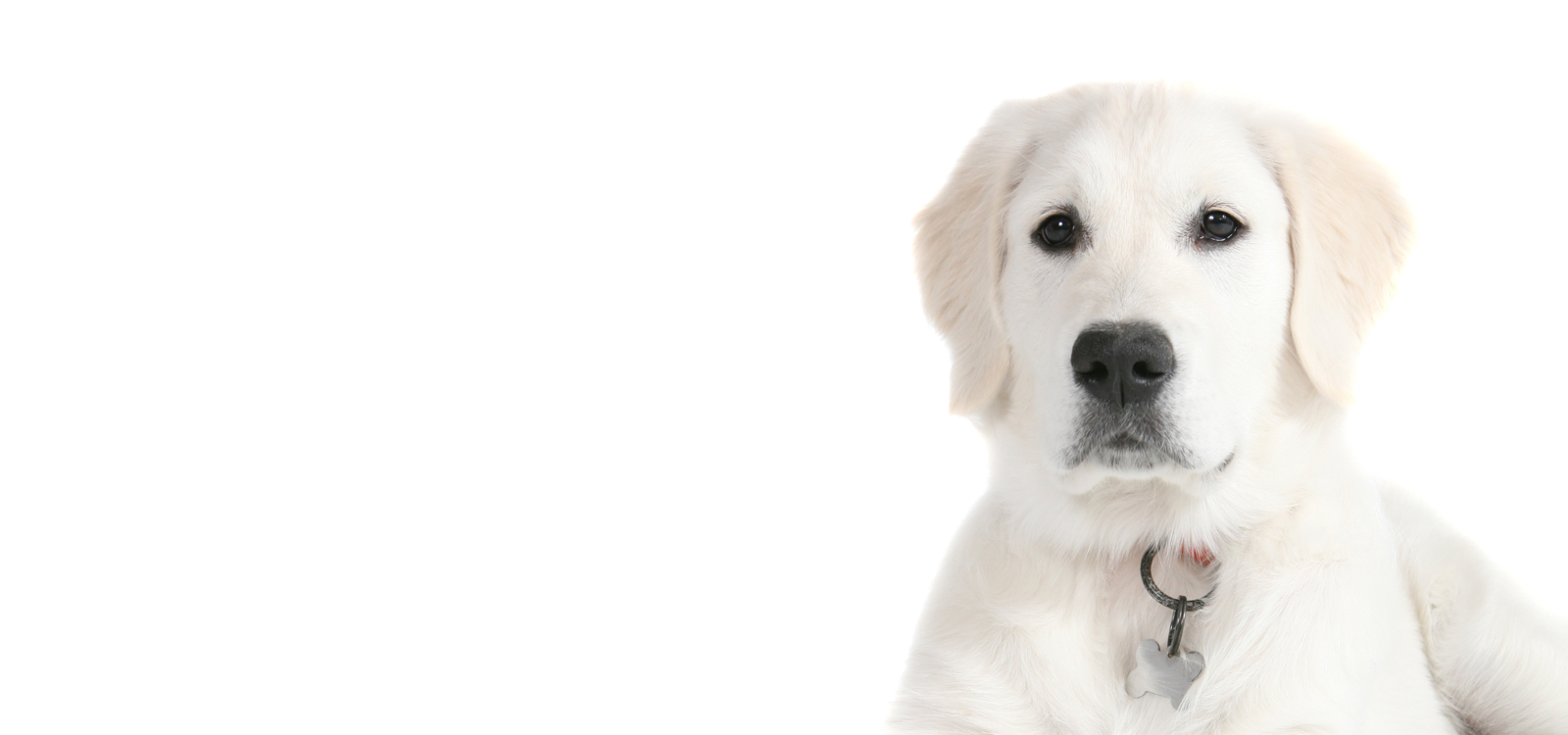 How to Choose a Golden Retriever Breeder: Green Flags & Red Flags