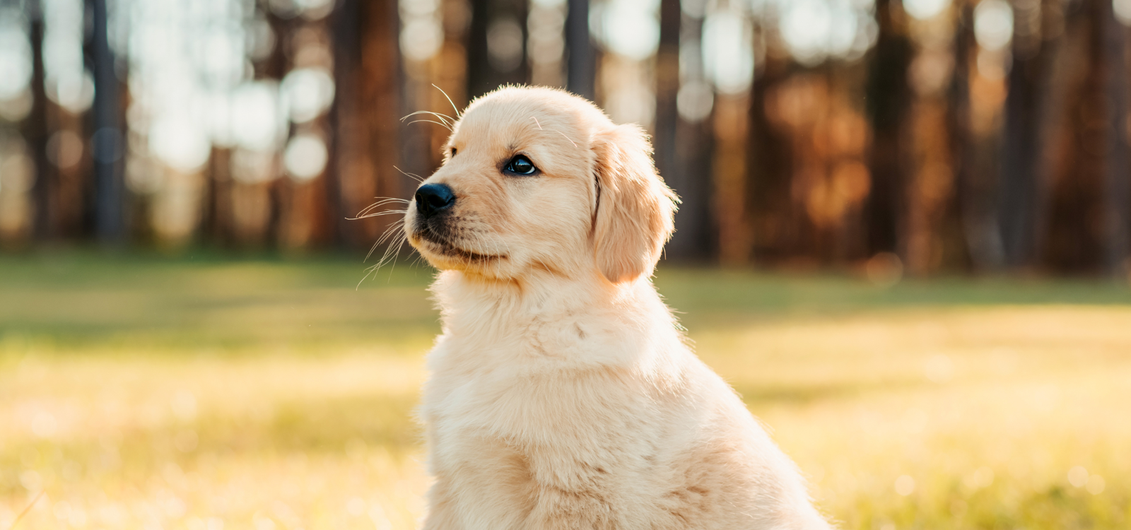 English Cream Golden Retriever Price: What You’ll Really Pay