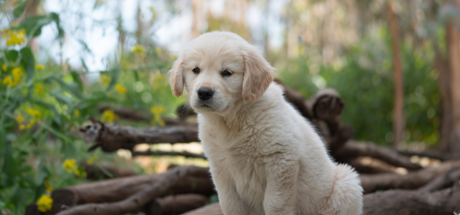English Cream Retriever puppies at Aspen Ridge Retrievers