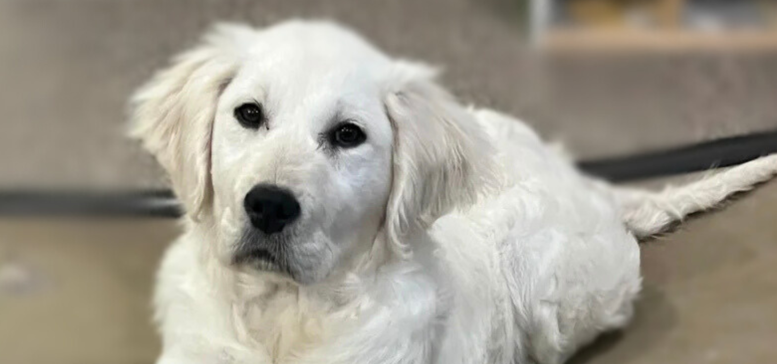Golden Retriever Health Testing Explained: What Good Breeders Test For