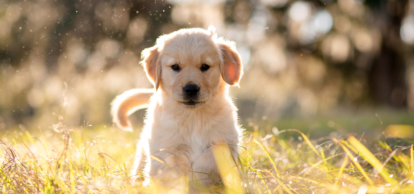 The Truth About English Cream Golden Retrievers: Myths vs. Facts
