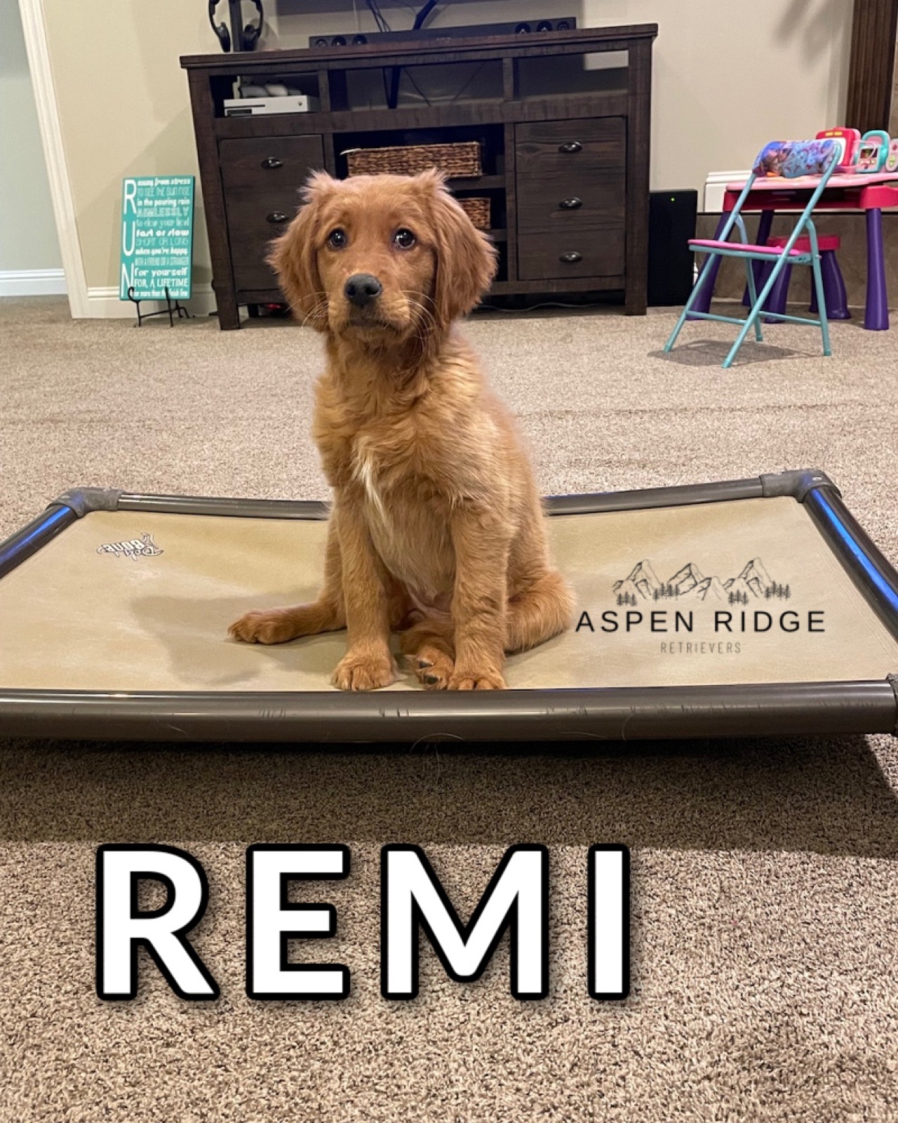 How to Train a Therapy Dog: From Golden Puppy to Working Partner