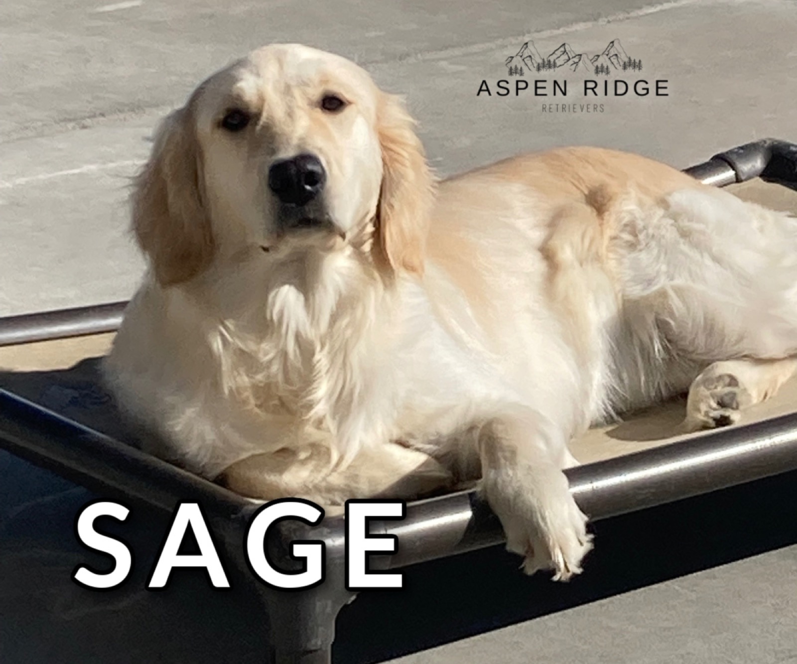 Retriever puppy doing place training