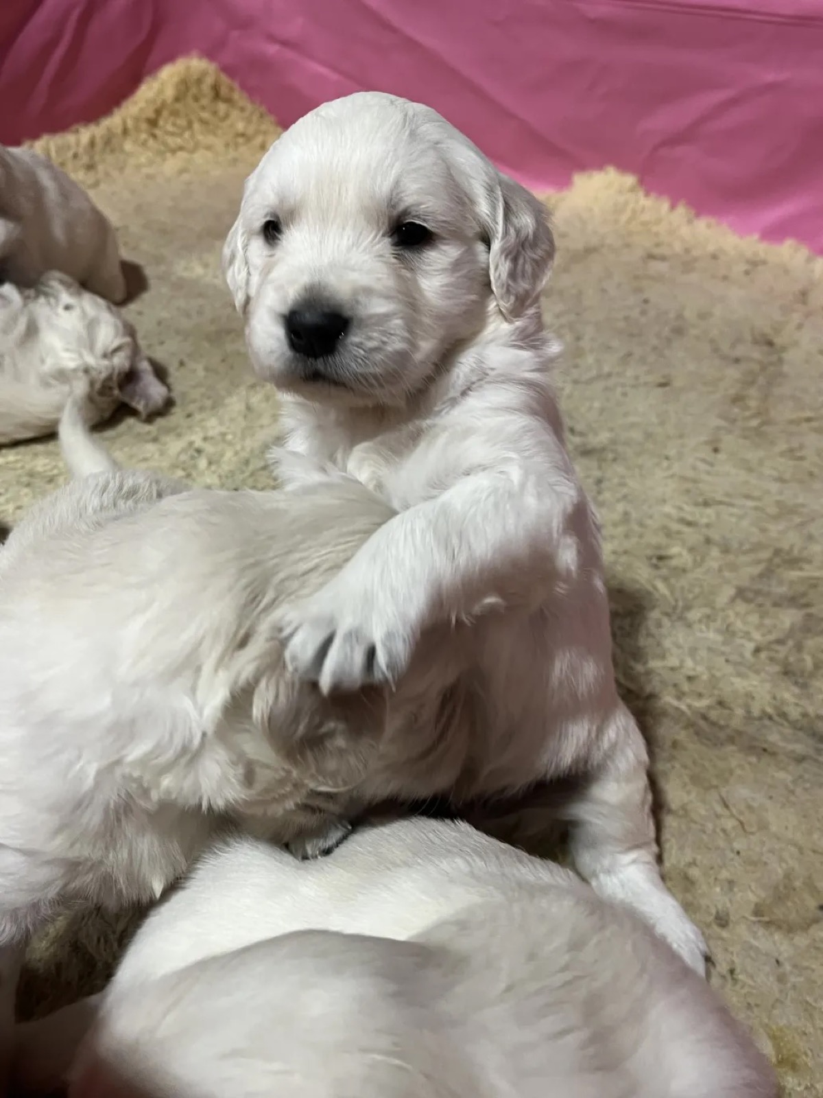 Aspen Ridge Retrievers gallery photo