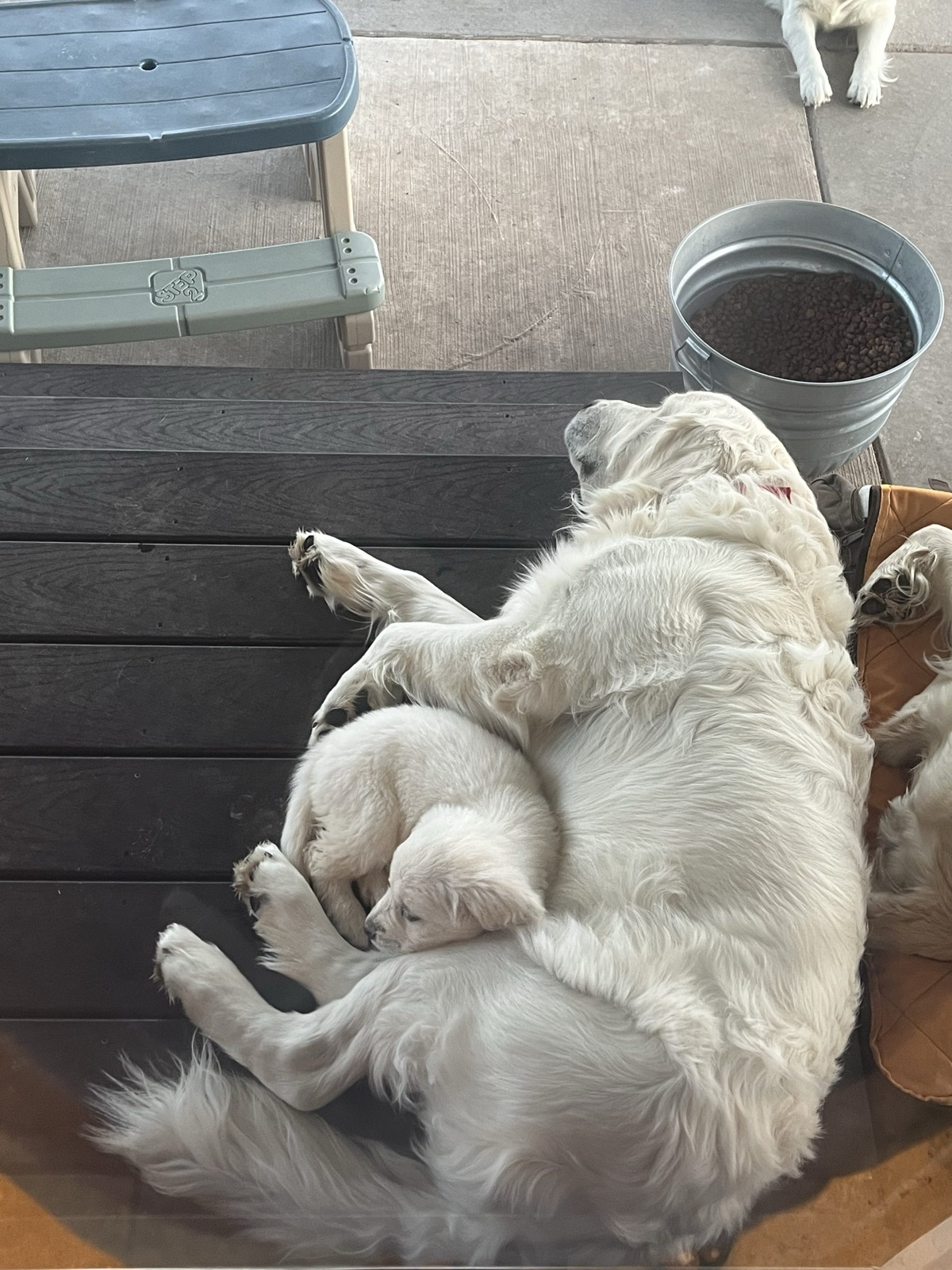 How to Potty Train a Golden Retriever Puppy: A Breeder’s Method