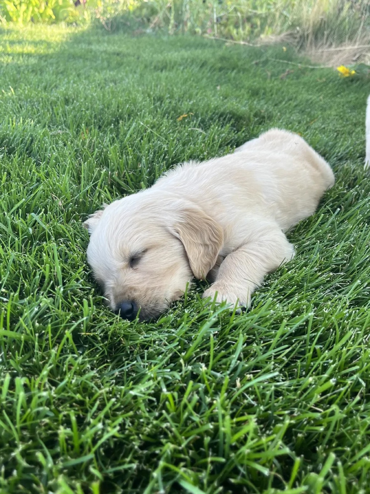Aspen Ridge Retrievers gallery photo