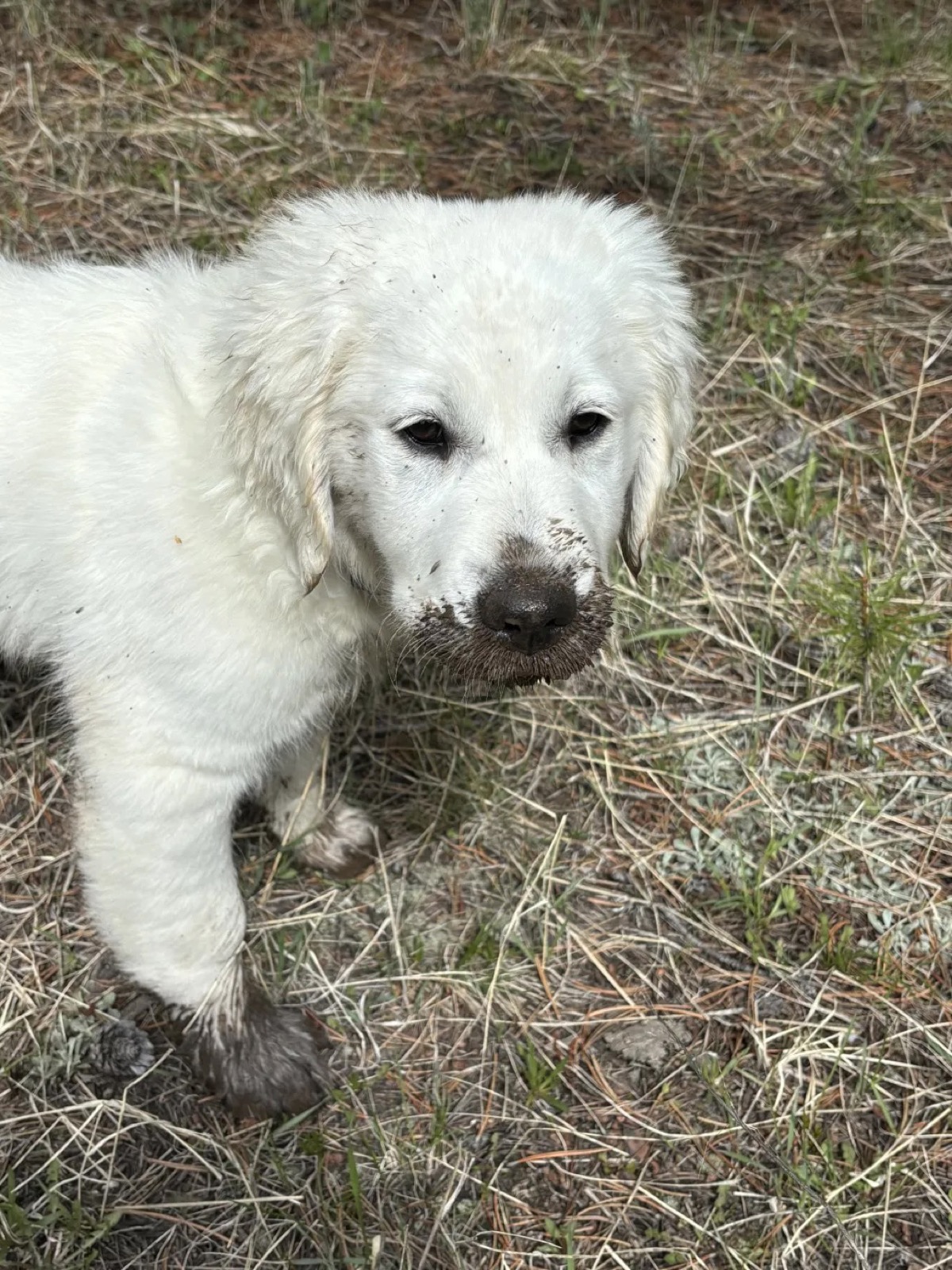 Aspen Ridge Retrievers gallery photo