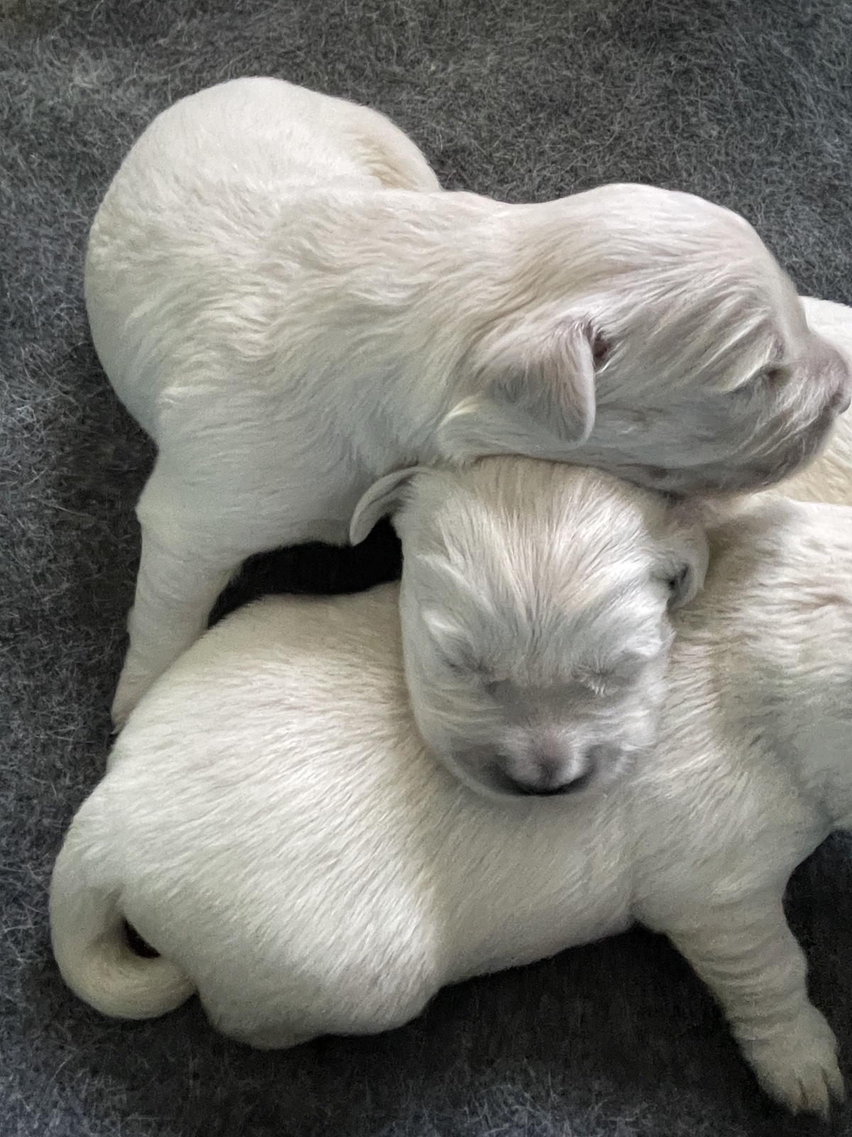Golden Retriever Puppy Development: Stages From Birth to Adult