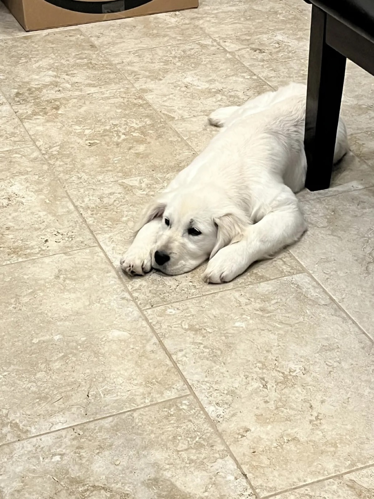 Aspen Ridge Retrievers gallery photo