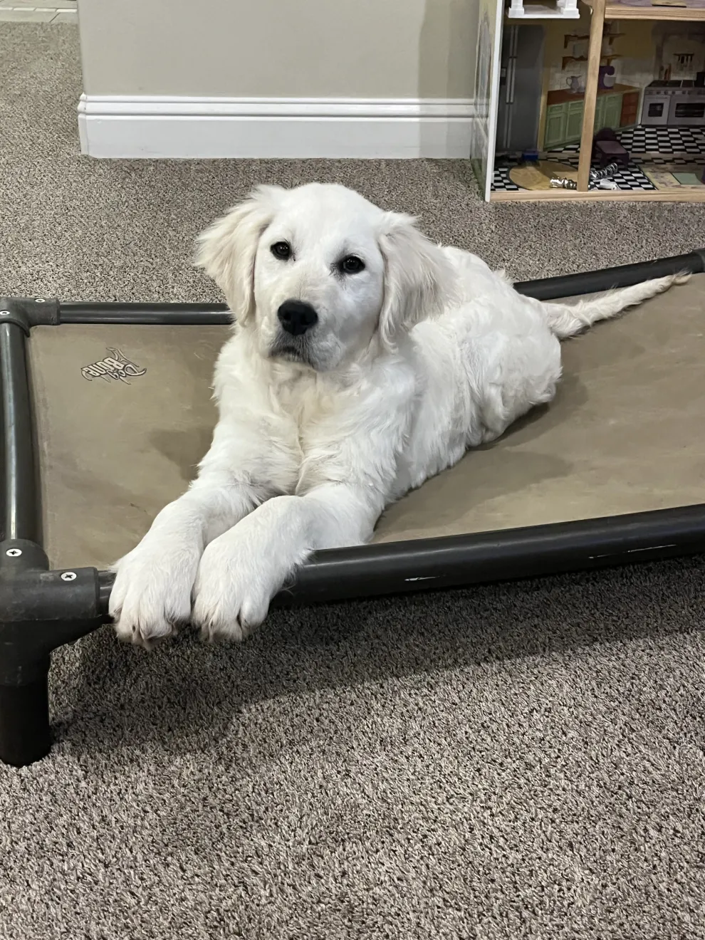 Retriever puppy doing place training