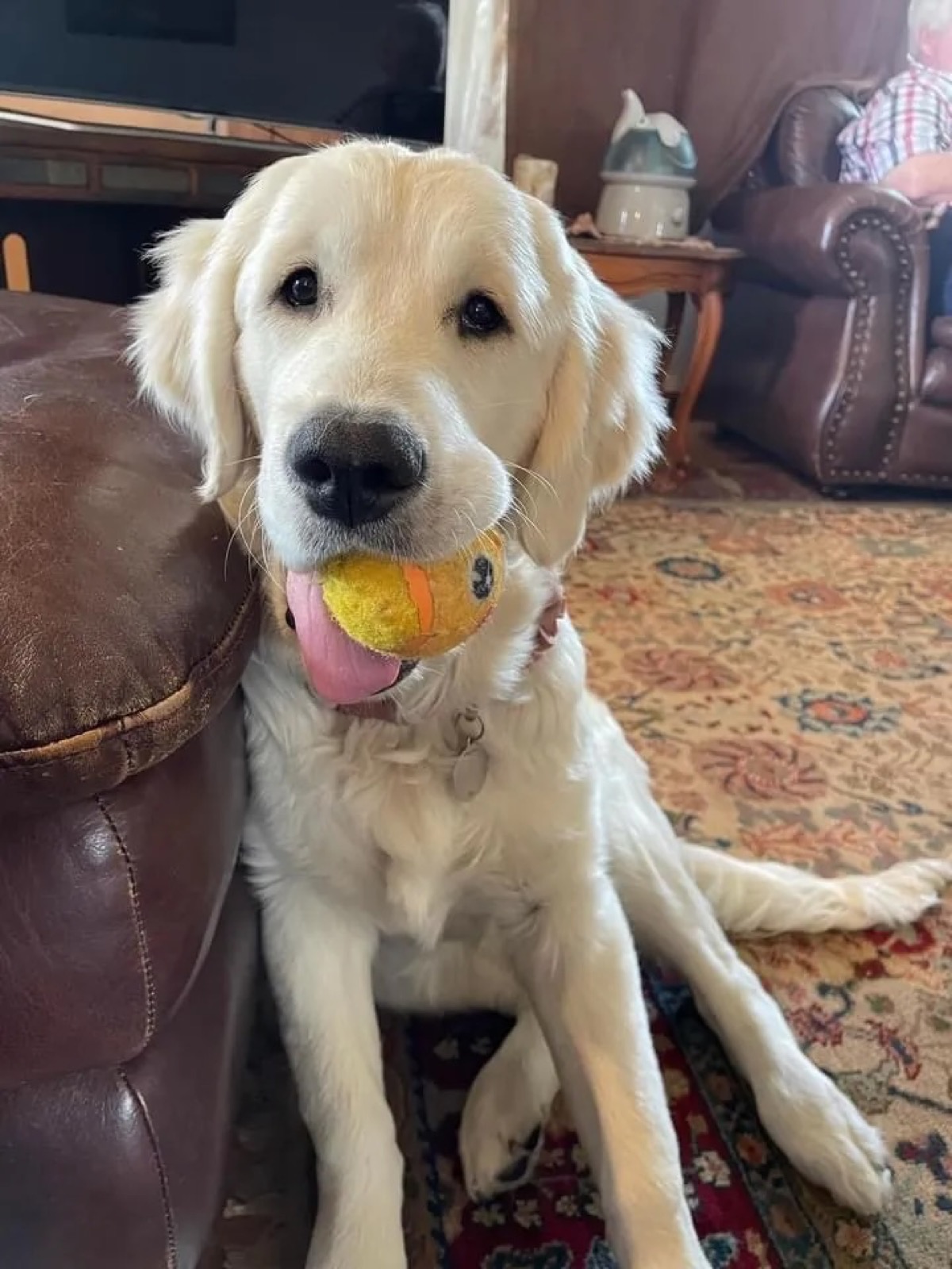 Aspen Ridge Retrievers gallery photo