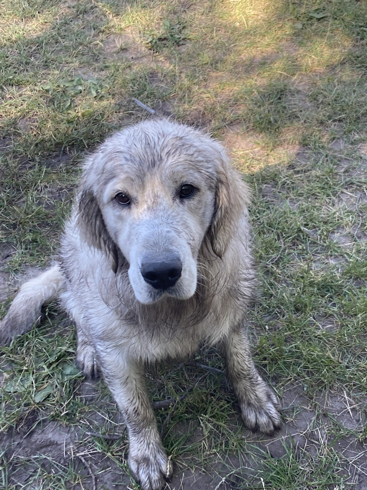 Golden Retriever Shedding & Grooming: The Complete Guide