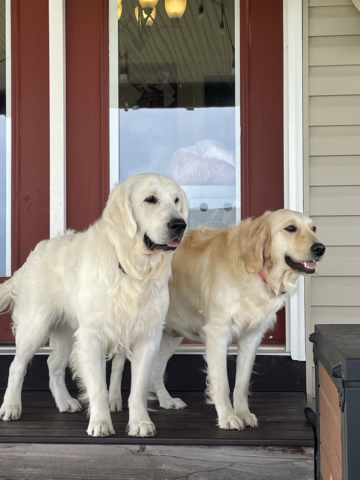 Aspen Ridge Retrievers gallery photo