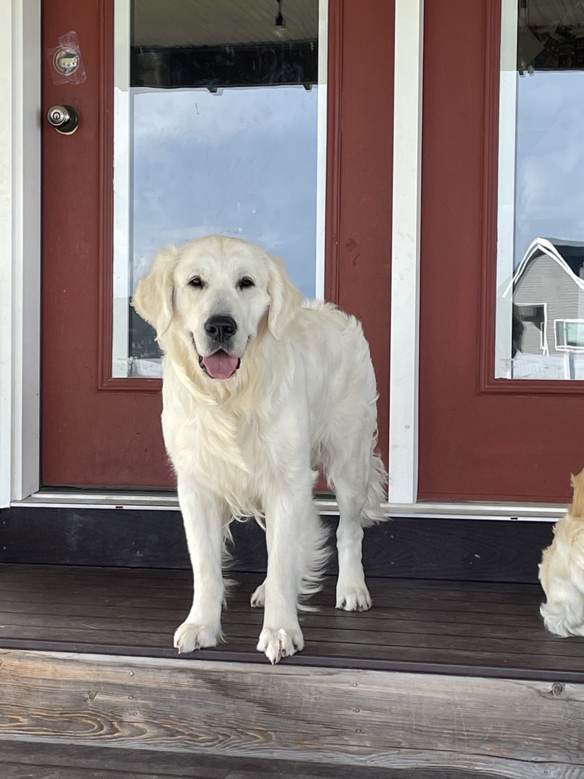 Male vs. Female Golden Retriever: Which Should You Choose?