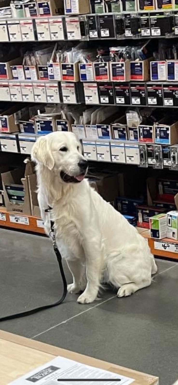 Aspen Ridge Retrievers gallery photo