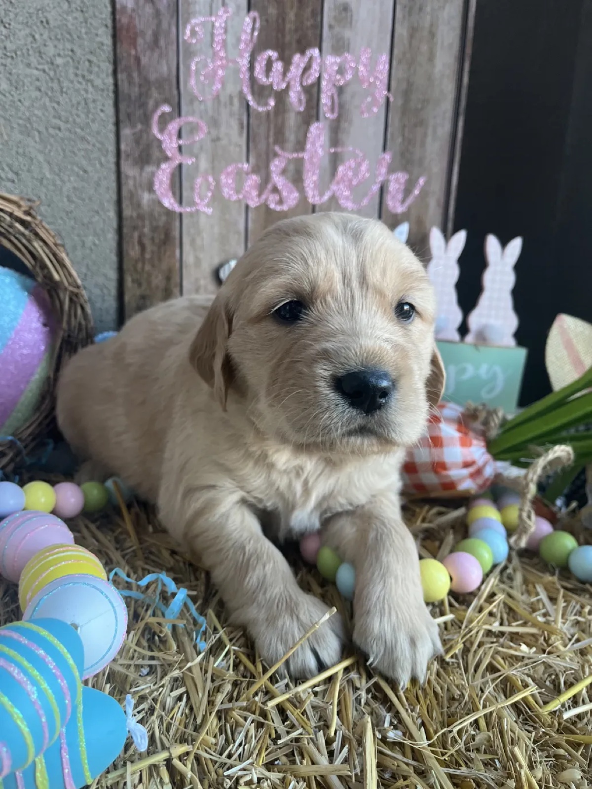 Aspen Ridge Retrievers gallery photo