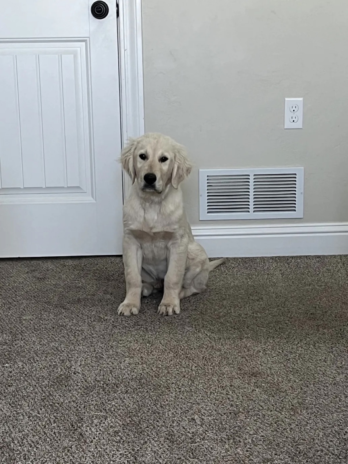 Aspen Ridge Retrievers gallery photo