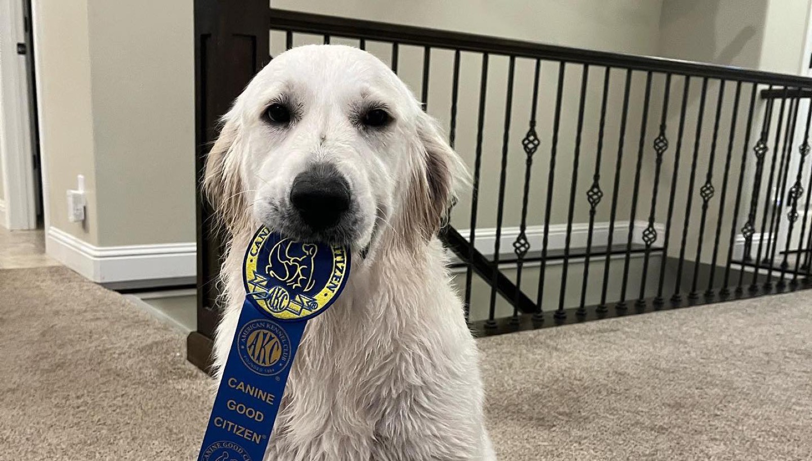AKC Canine Good Citizen English Creme Retriever at Aspen Ridge Retrievers Idaho