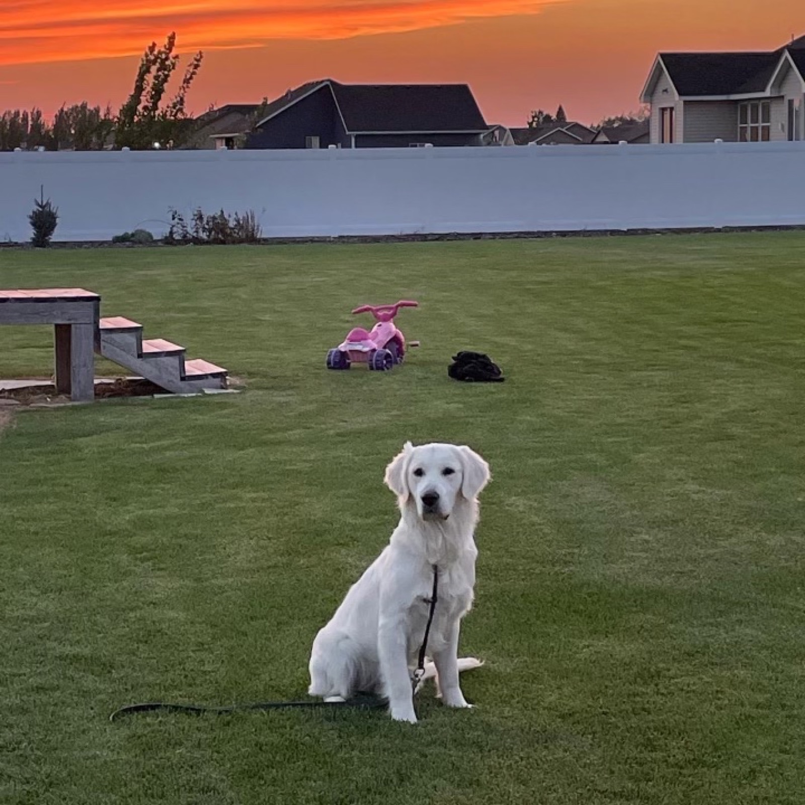 Hip Dysplasia in Golden Retrievers: Causes, Prevention & Care