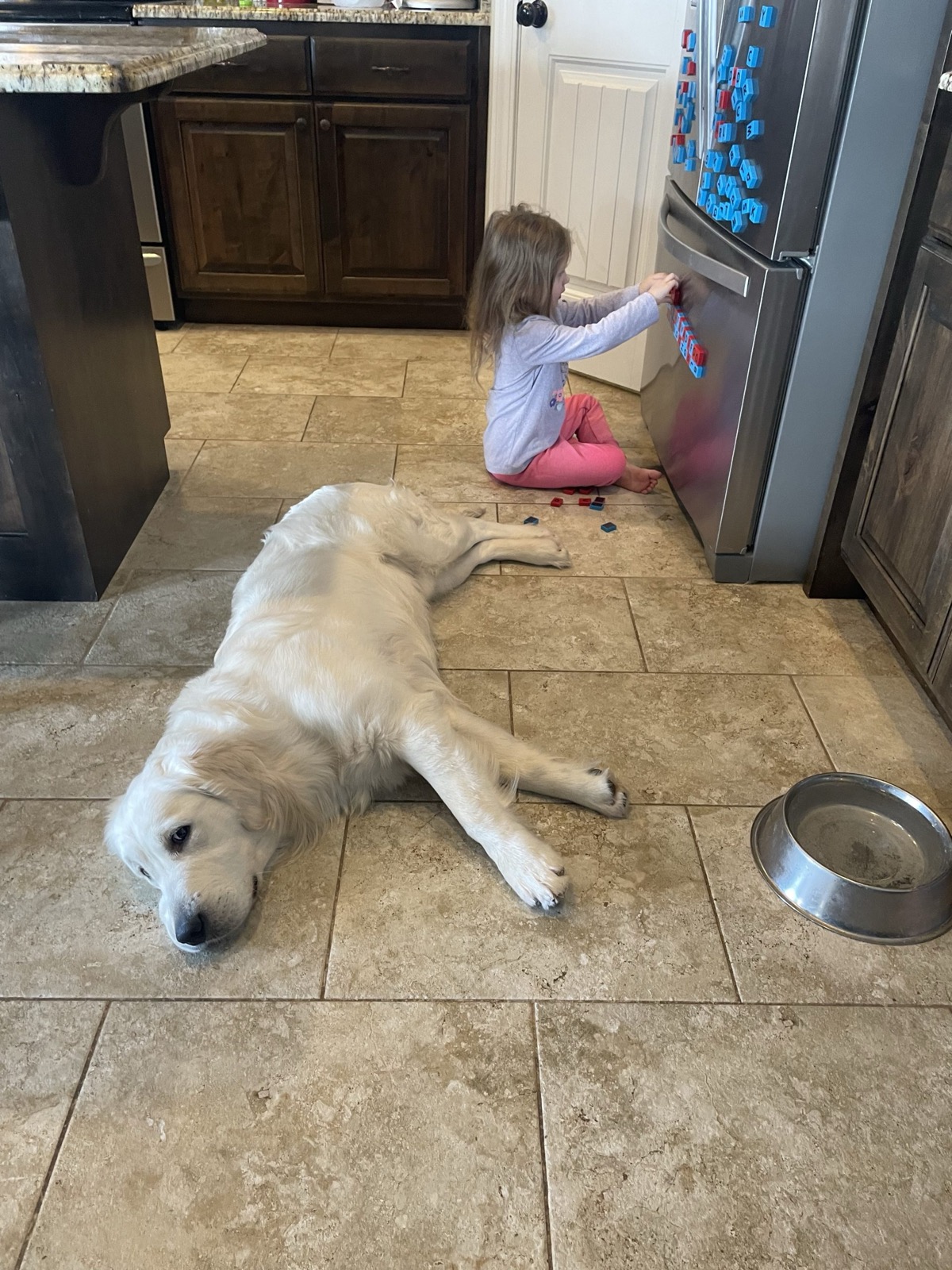 English Cream vs. American Golden Retriever: What’s the Difference?