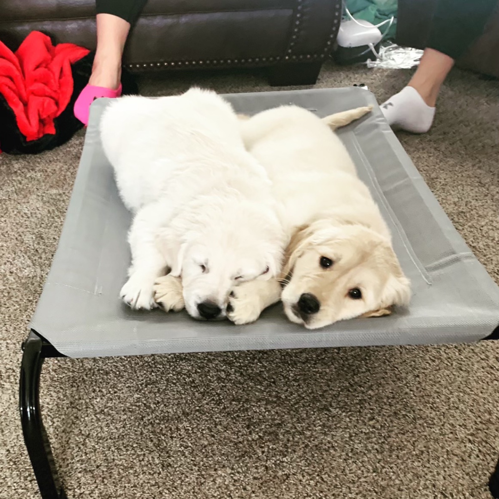 Golden Retriever History: From Scottish Highlands to Family Favorite