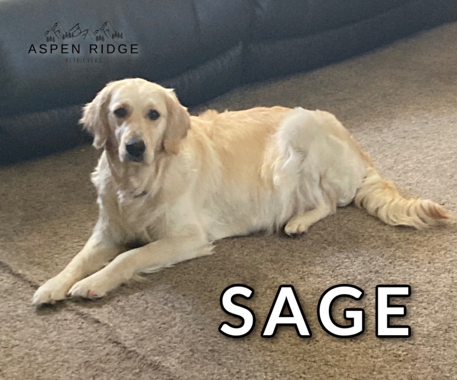 Service Dog vs. Therapy Dog: What’s the Difference?
