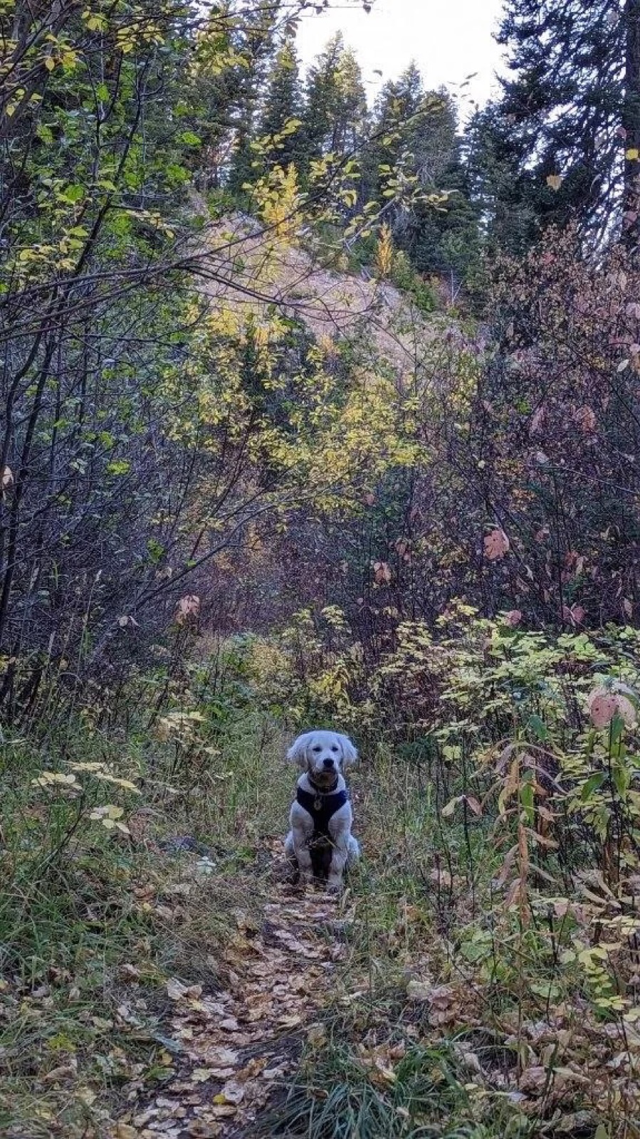 Aspen Ridge Retrievers gallery photo