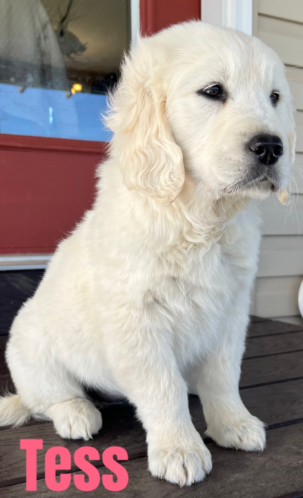 Aspen Ridge Retrievers gallery photo