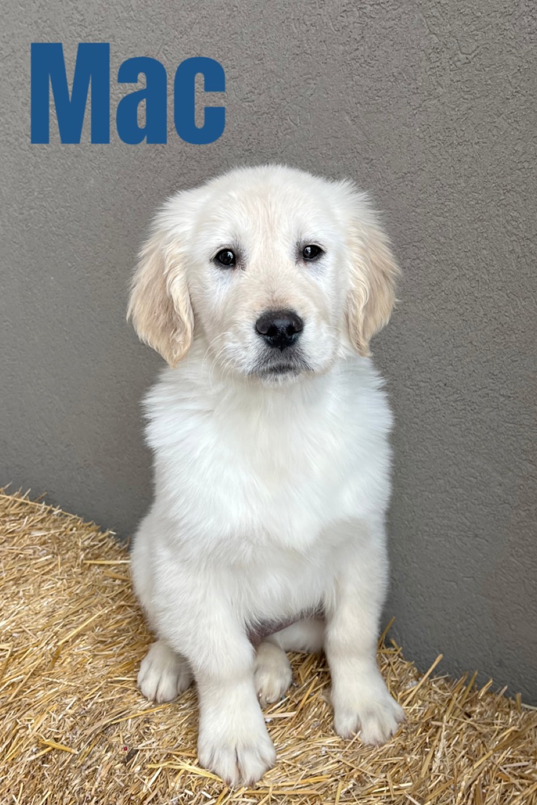 New Golden Retriever Puppy Checklist: Everything You Need