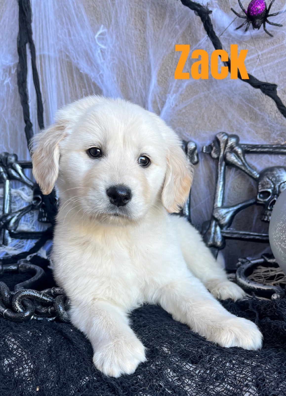 Sage & Yukon English Cream Retriever litter at Aspen Ridge Retrievers