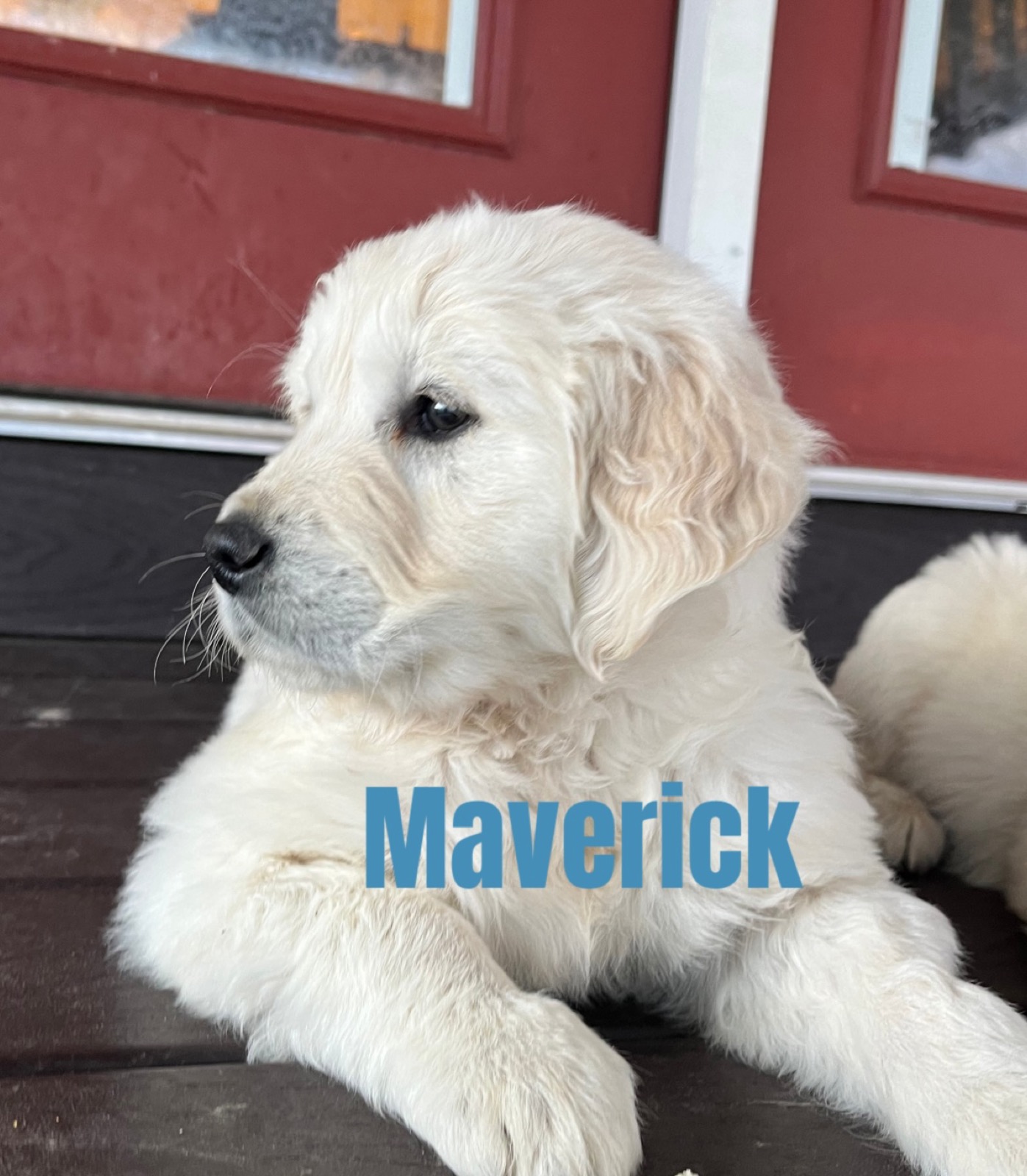Aspen Ridge Retrievers gallery photo
