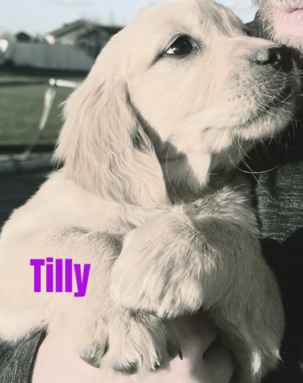 Aspen Ridge Retrievers gallery photo