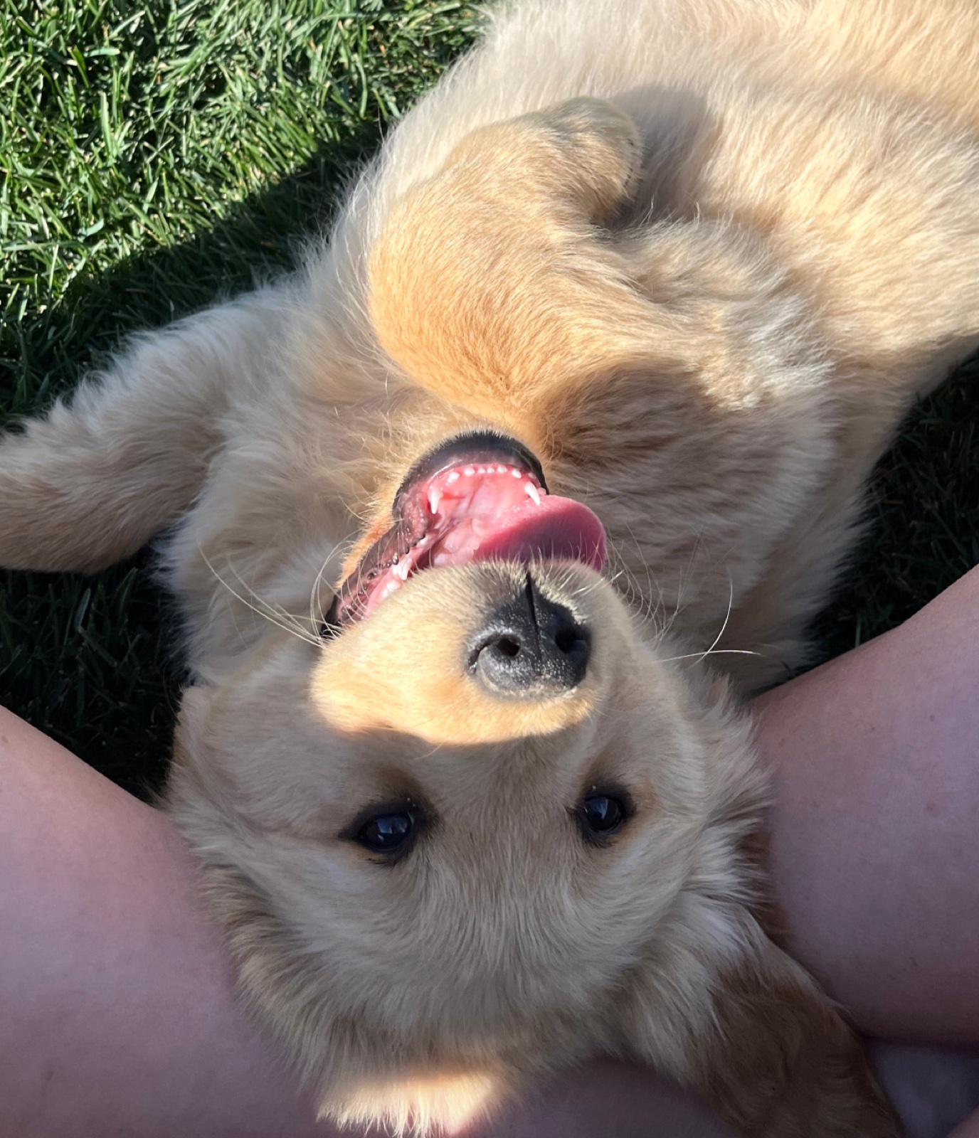 Aspen Ridge Retrievers gallery photo