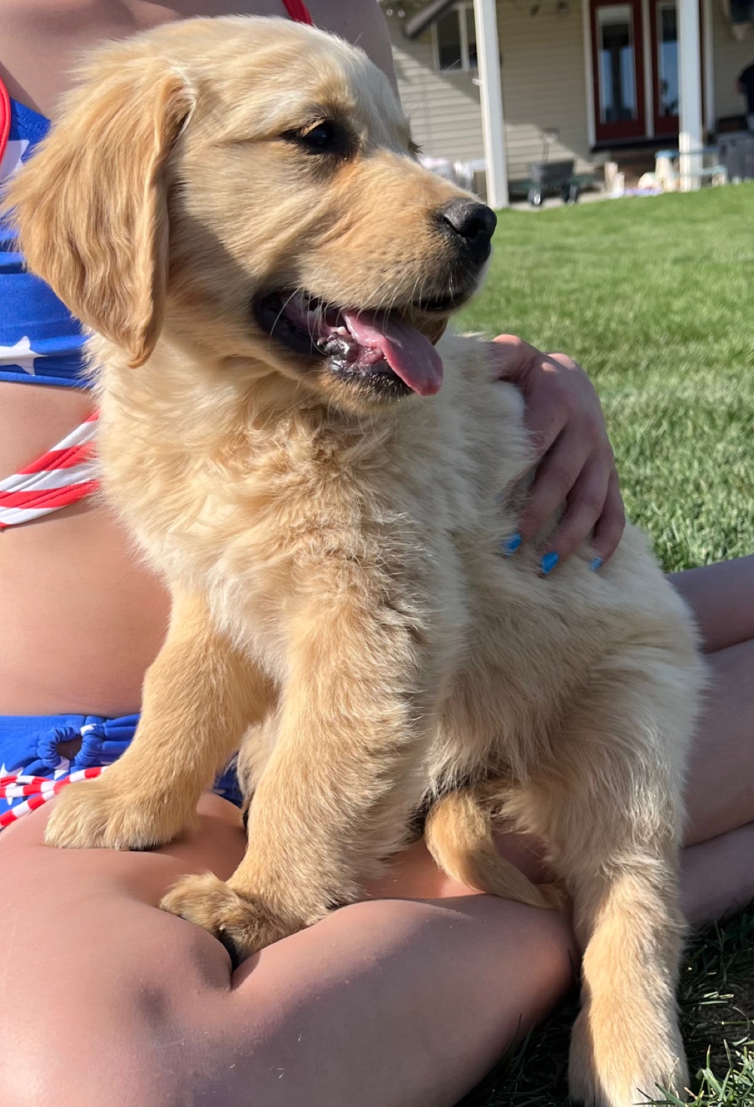 Aspen Ridge Retrievers gallery photo