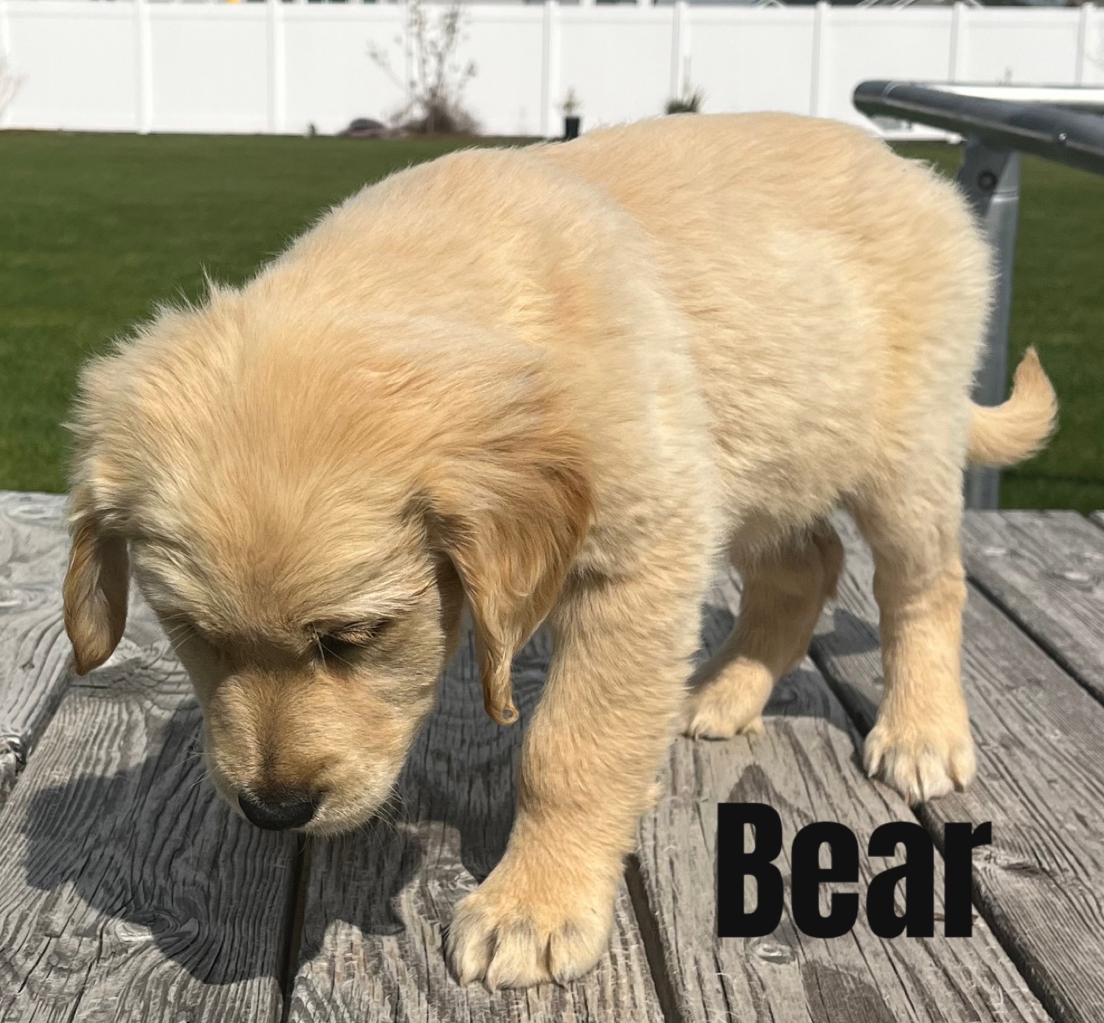 Golden Retriever Puppy Feeding Guide: Schedules, Amounts & Food