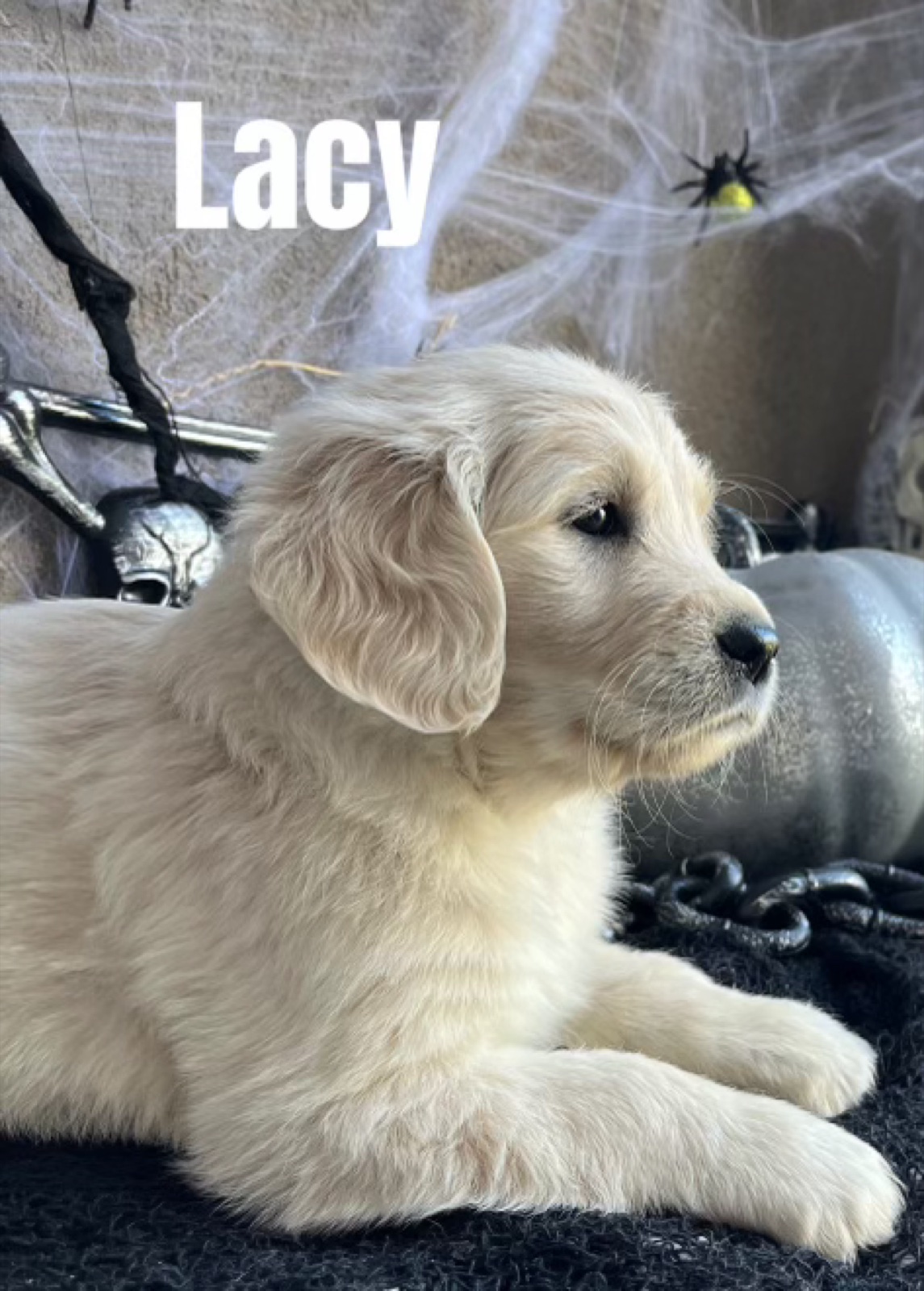 Aspen Ridge Retriever puppy