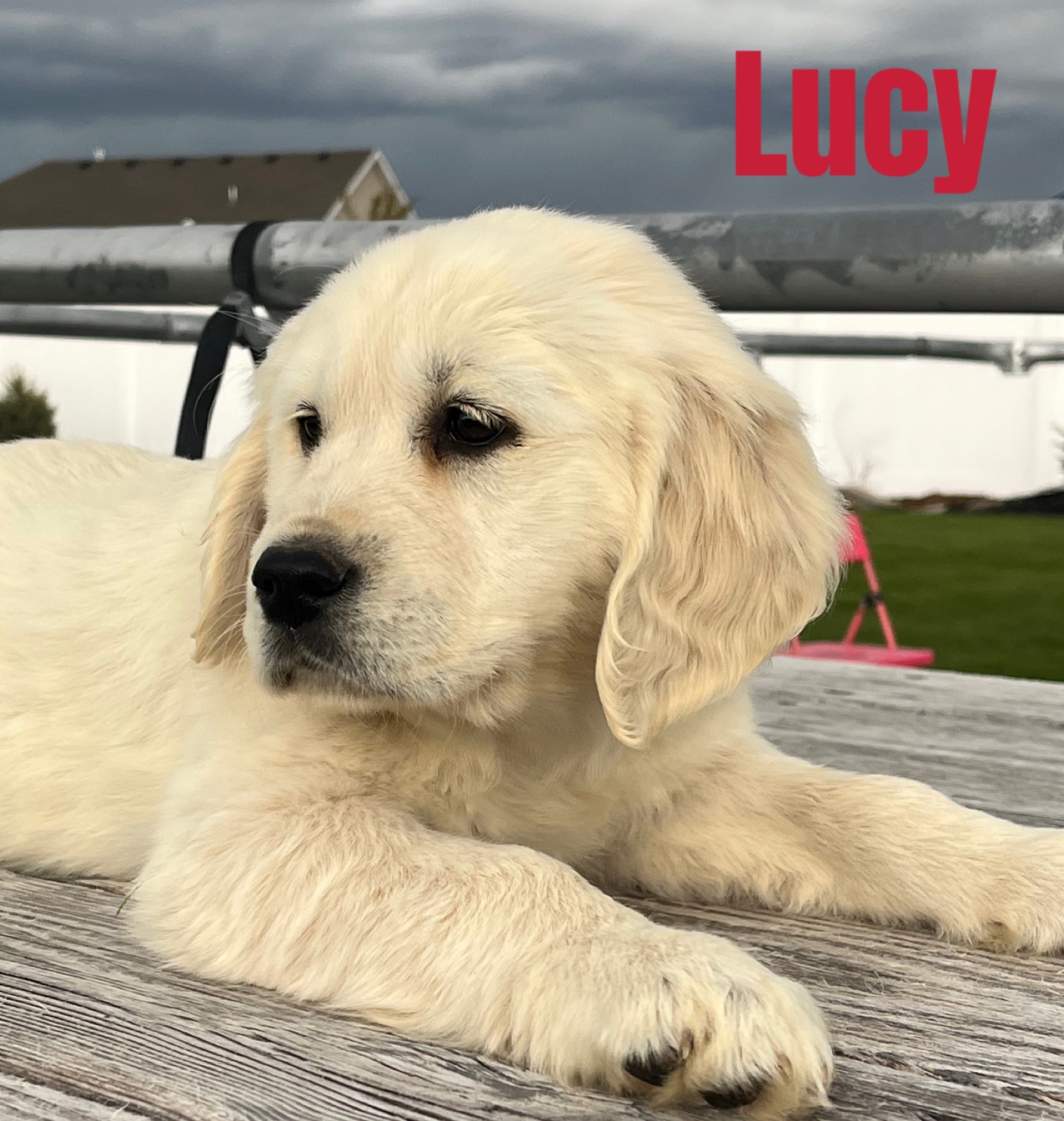 Aspen Ridge Retrievers gallery photo