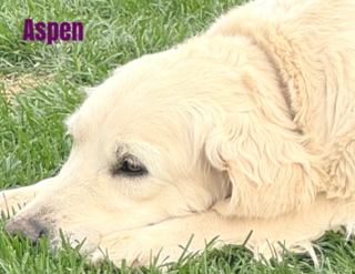 Aspen — Aspen Ridge Retrievers dam