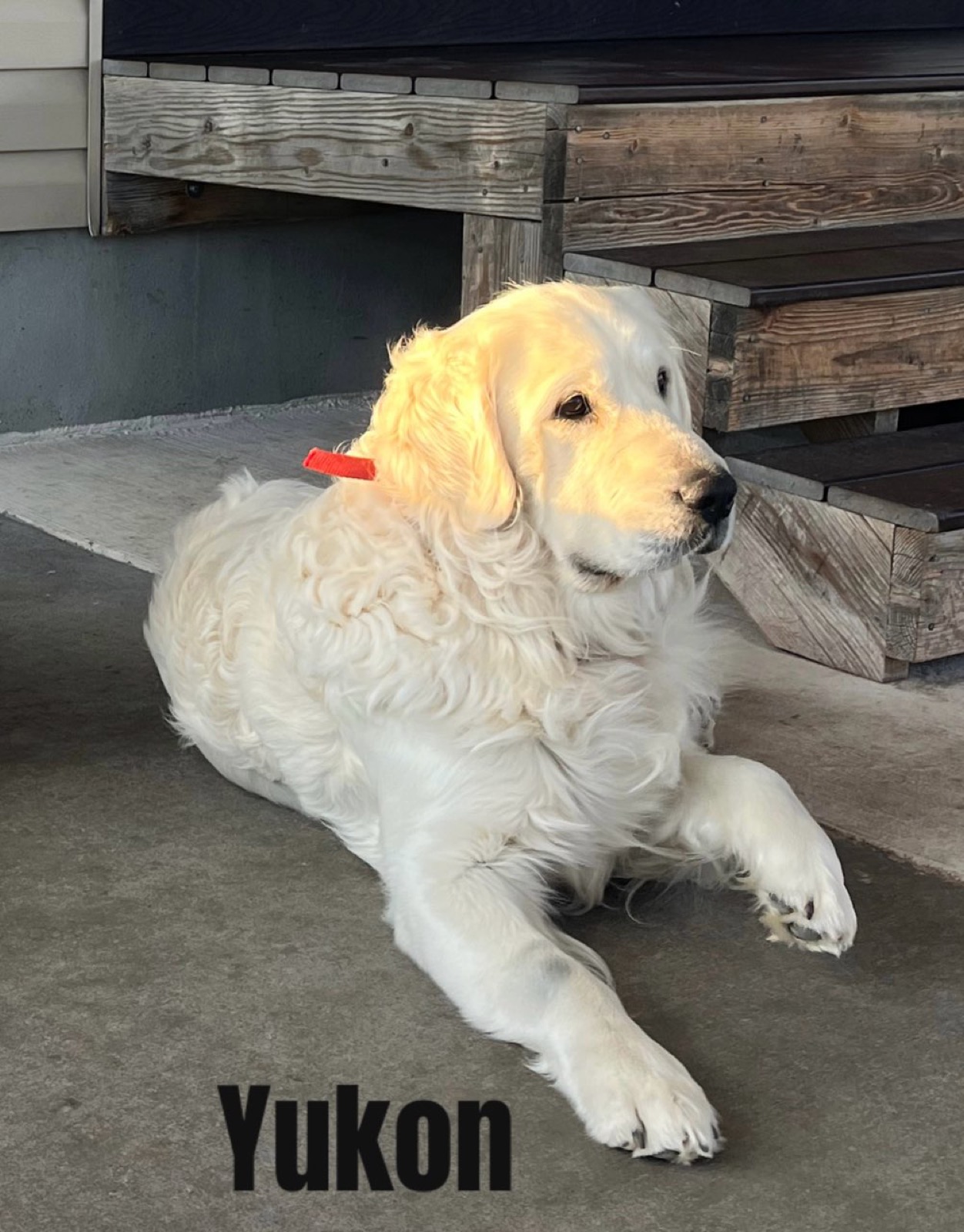 Yukon — Aspen Ridge Retrievers sire